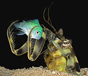 Juvenile mantis shrimp